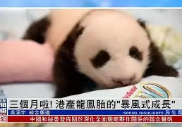 包含球员坠马三个月无术后复出，篮球运动员生涯岌岌可危的词条